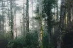 The Happening
